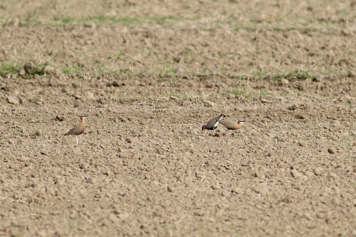 Corredor Indio - ML646386514