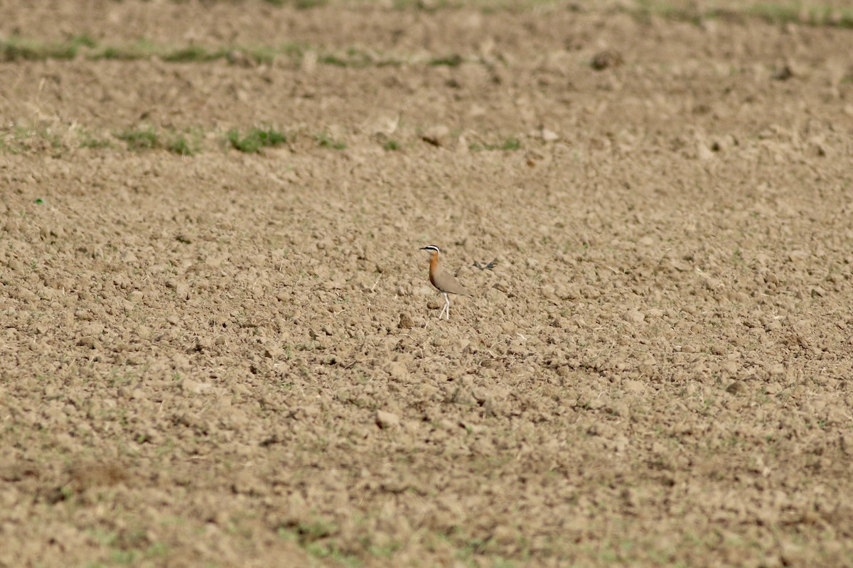 Corredor Indio - ML646386515