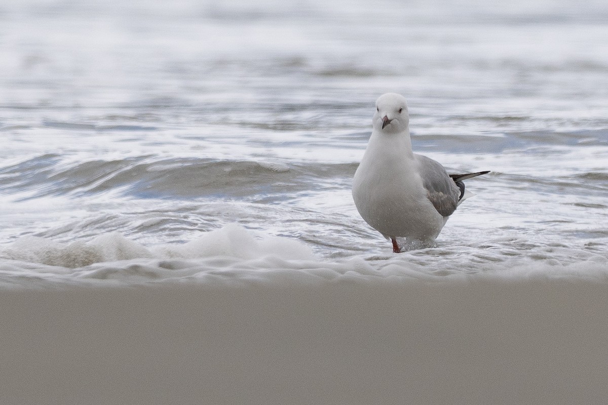 Silver Gull - ML646386516