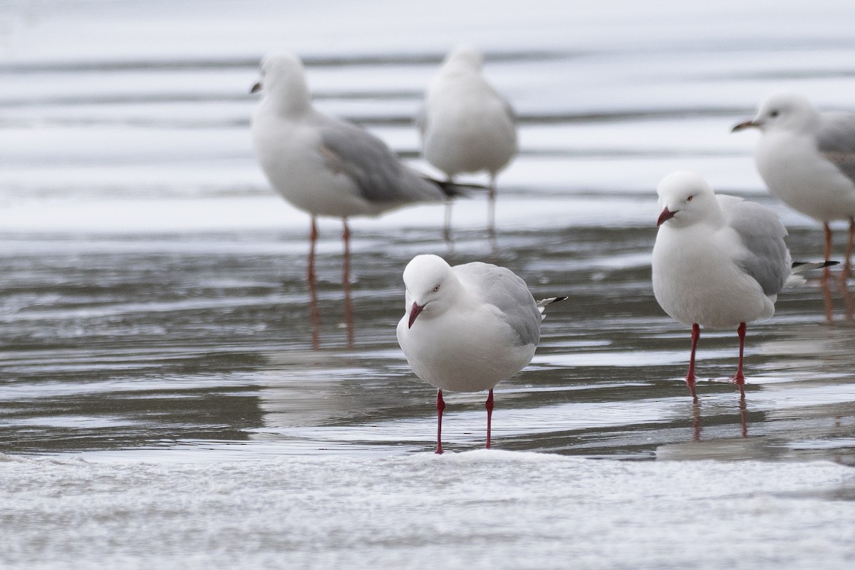 Мартин австралійський - ML646386517