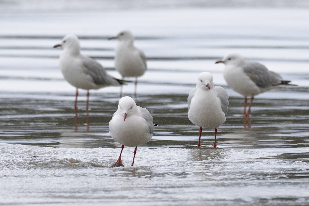 Silver Gull - ML646386518