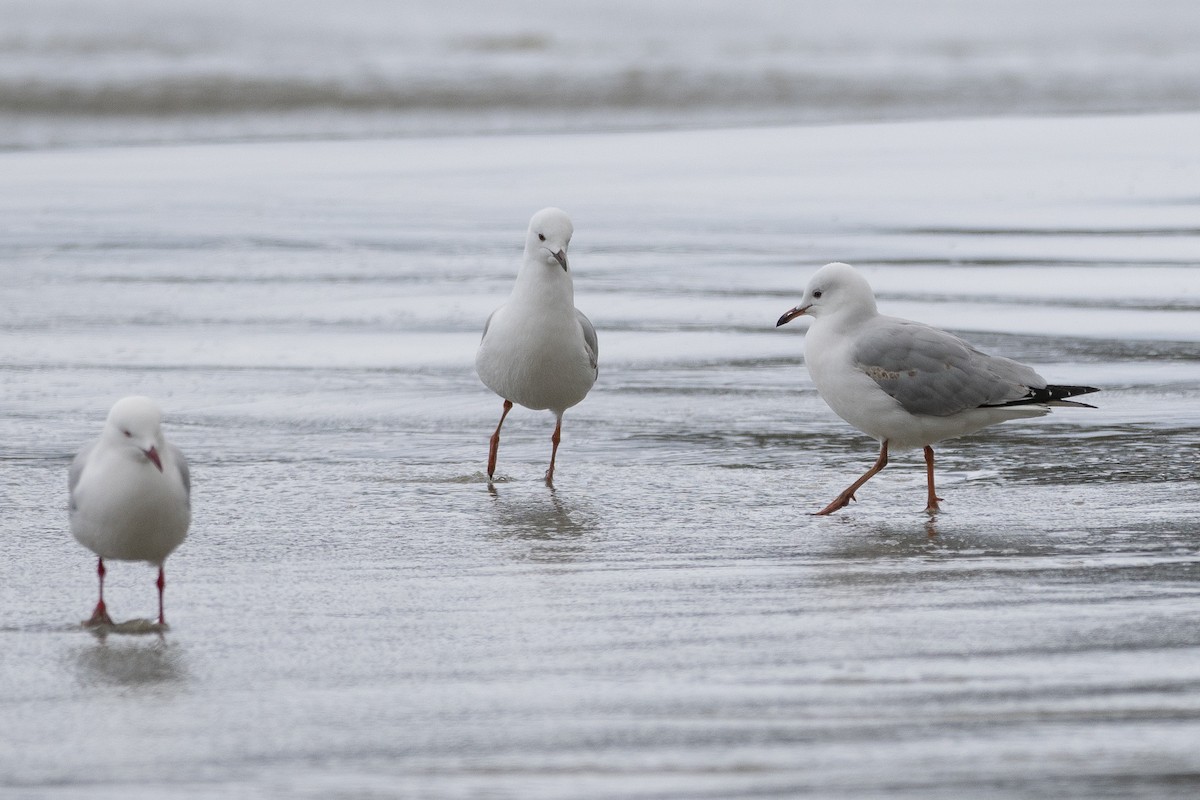 Мартин австралійський - ML646386519