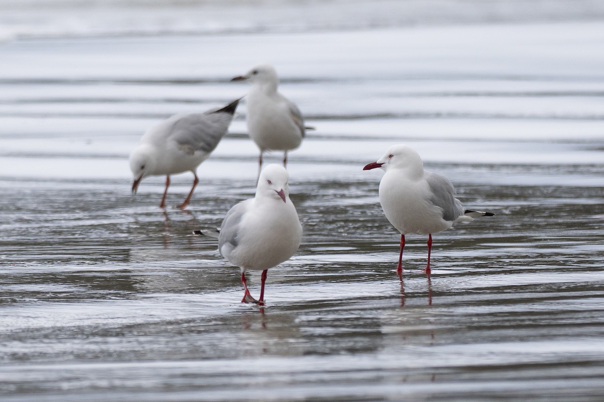 Мартин австралійський - ML646386520