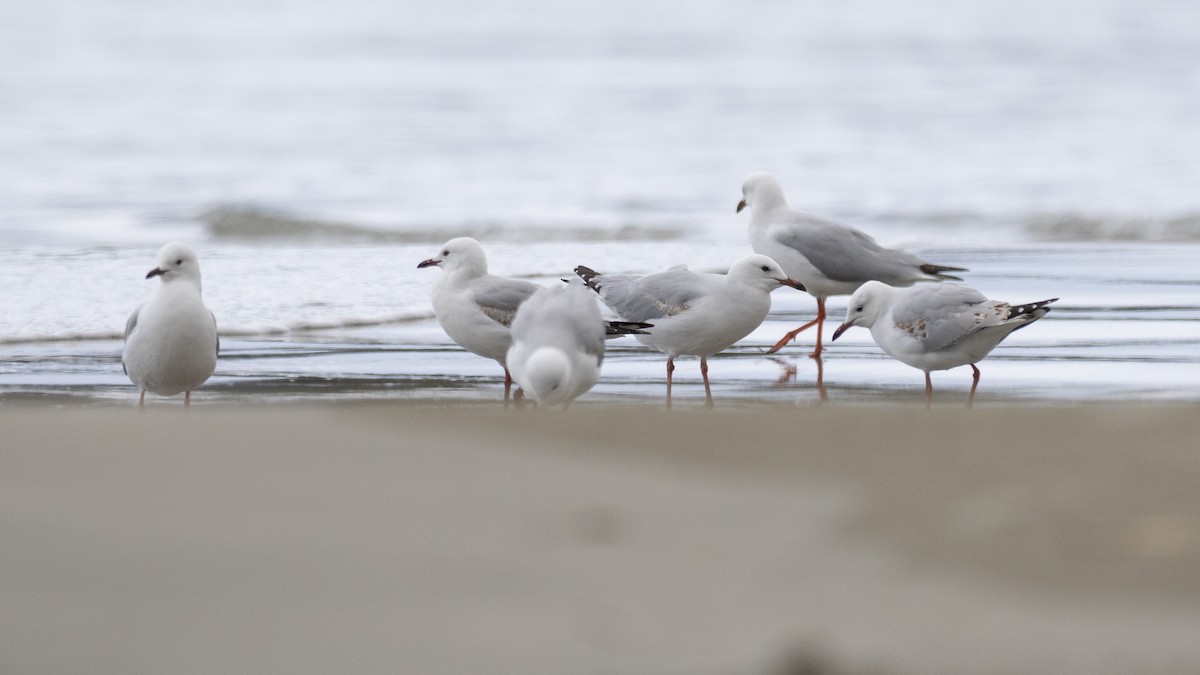 Мартин австралійський - ML646386521