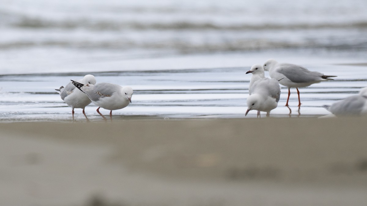 Мартин австралійський - ML646386522