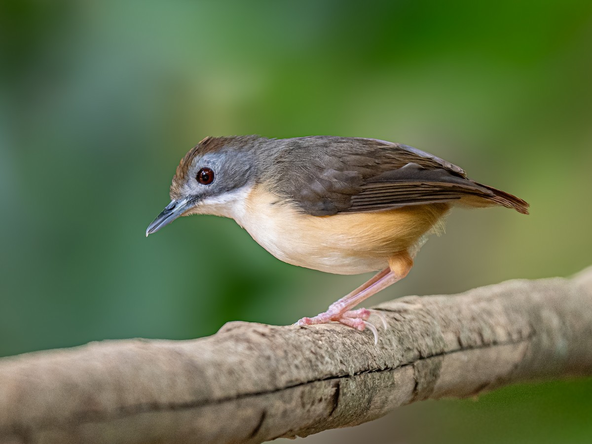 Tordina Colicorta - ML646386525