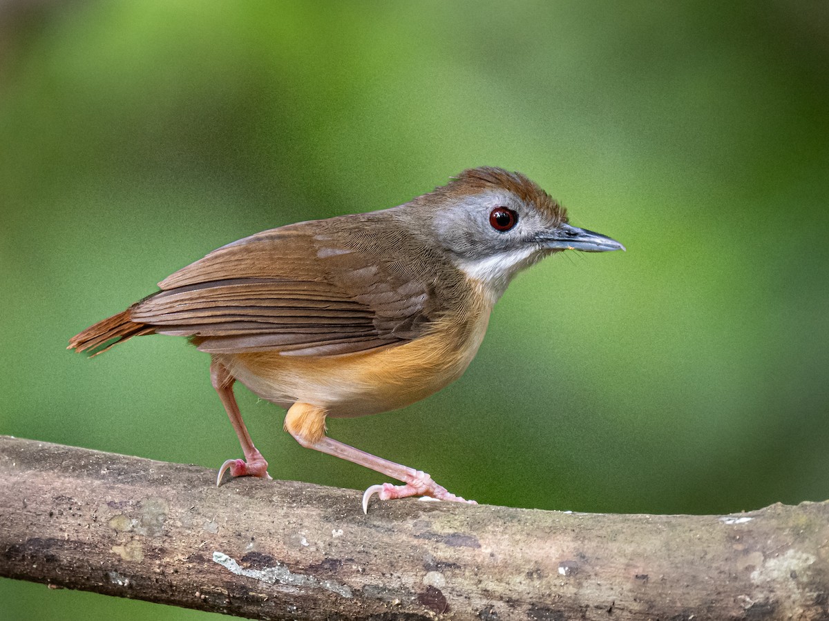 Tordina Colicorta - ML646386526