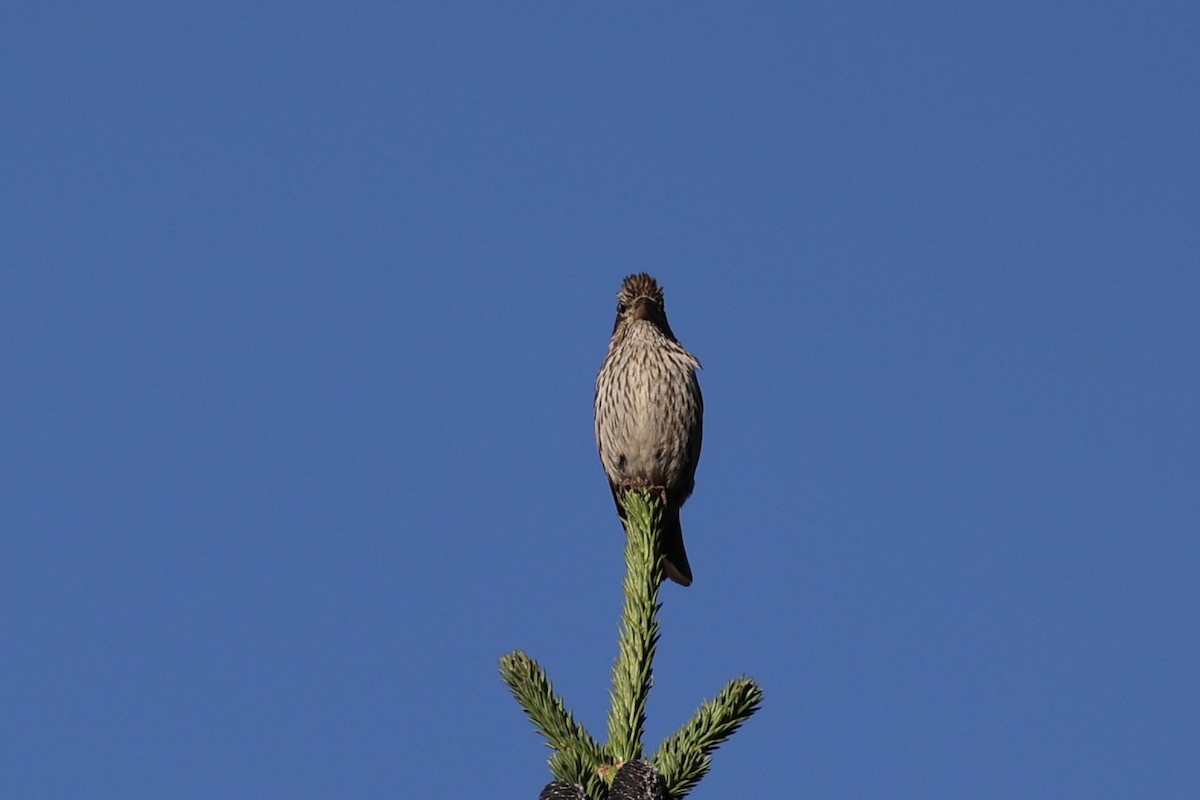 Jilguero de Los Pinos - ML646386530