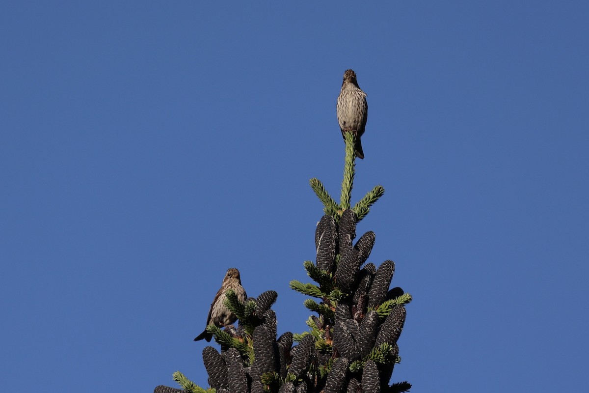 Jilguero de Los Pinos - ML646386531