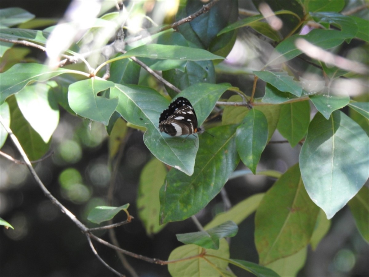 Common Aeroplane - ML646386533