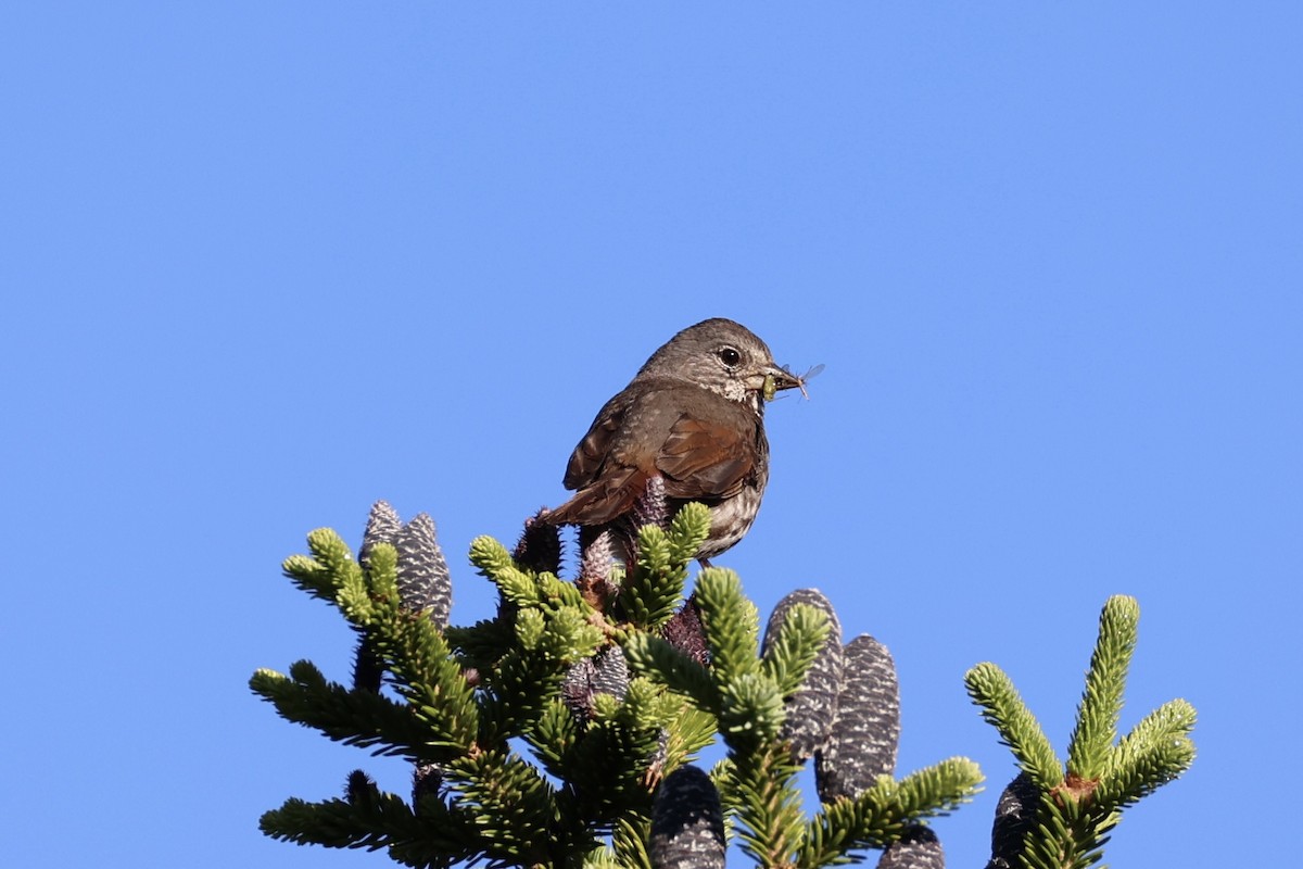 Fox Sparrow - ML646386535