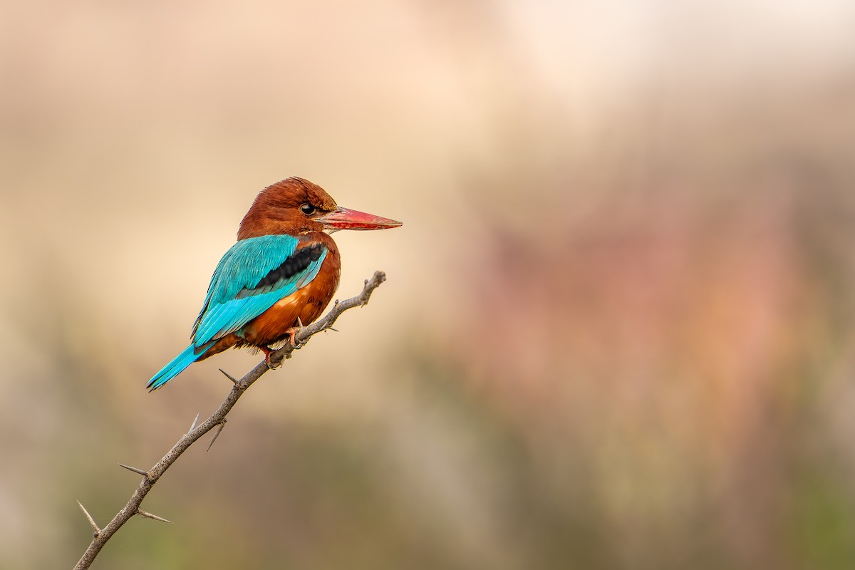 Alción de Esmirna - ML646386537