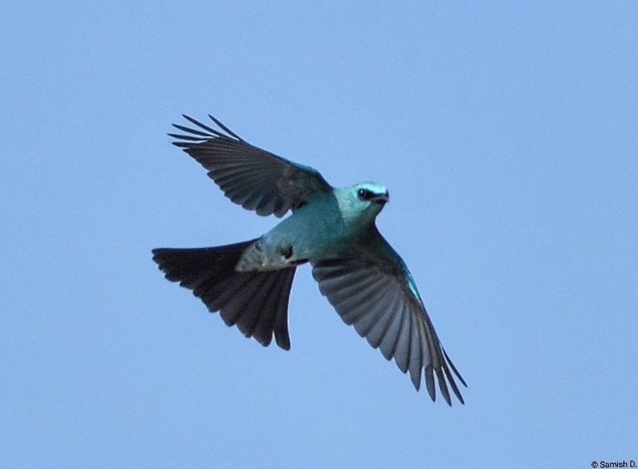 Papamoscas Verdín - ML646386538