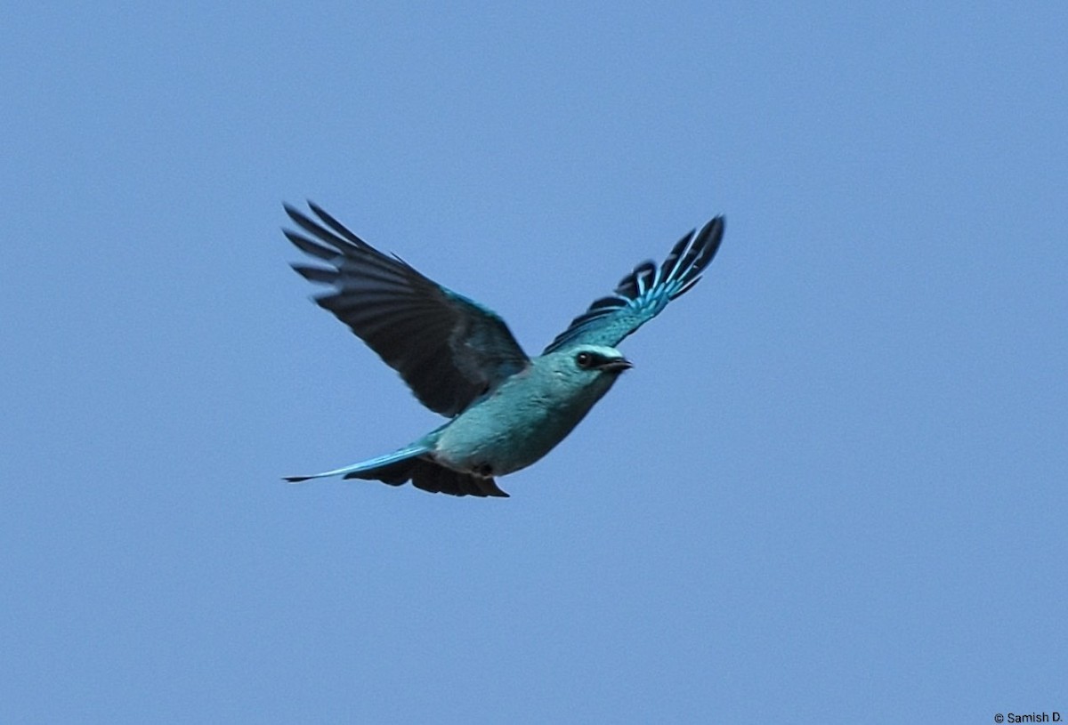 Papamoscas Verdín - ML646386539