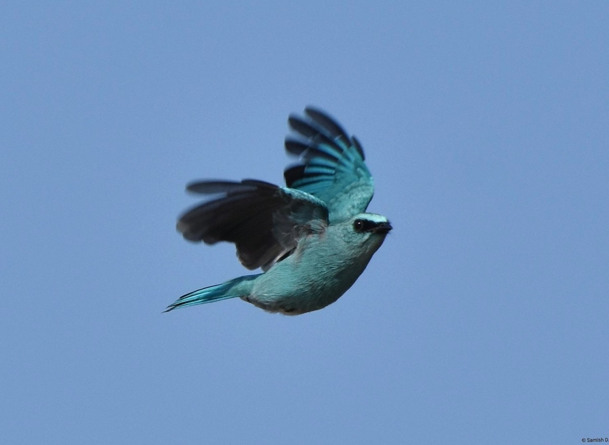 Papamoscas Verdín - ML646386540