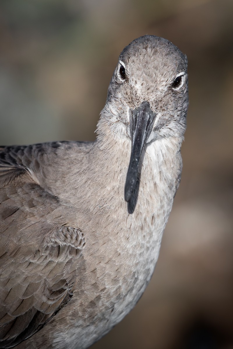 Playero Aliblanco (inornata) - ML646386542