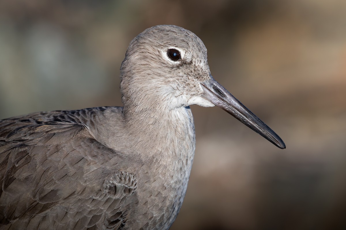 Playero Aliblanco (inornata) - ML646386543
