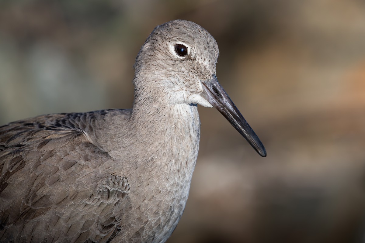 Playero Aliblanco (inornata) - ML646386544