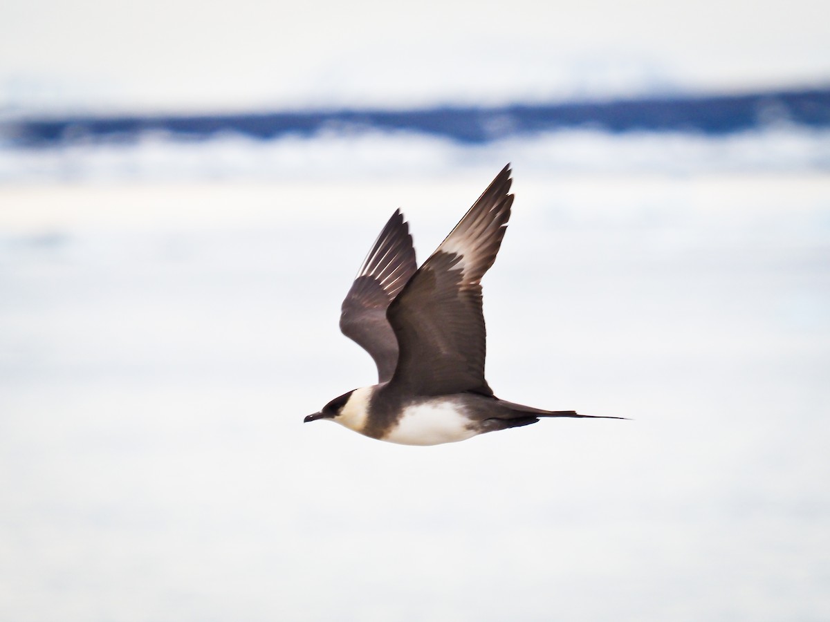 Págalo Parásito - ML646386546