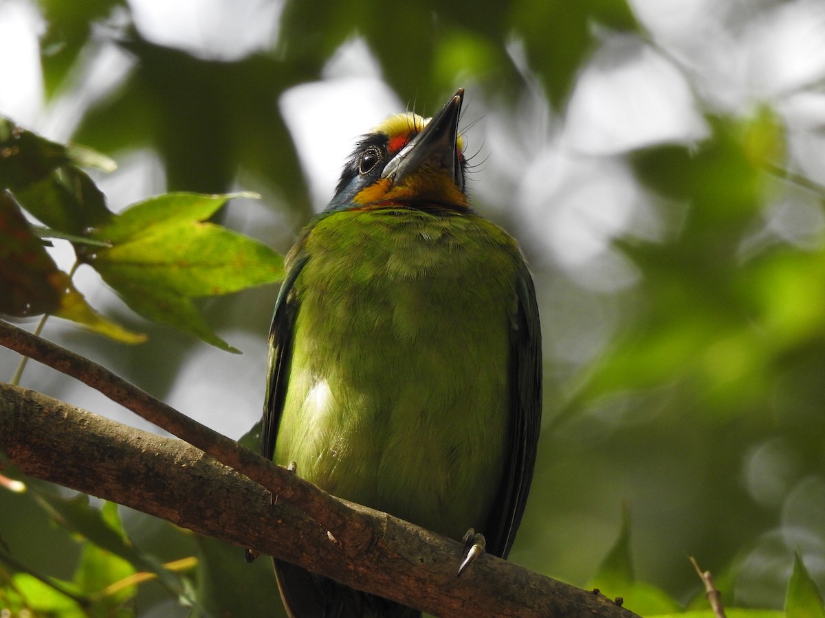 Taiwan Barbet - ML646386548
