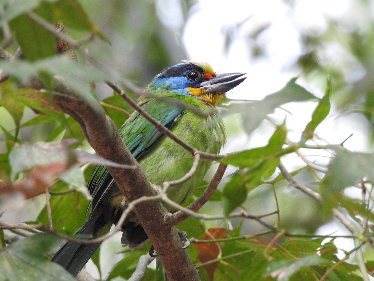 Taiwan Barbet - ML646386549