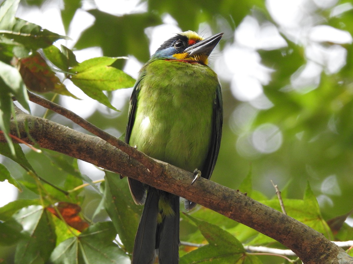 Taiwan Barbet - ML646386550