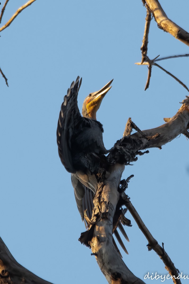 Great Slaty Woodpecker - ML646386551