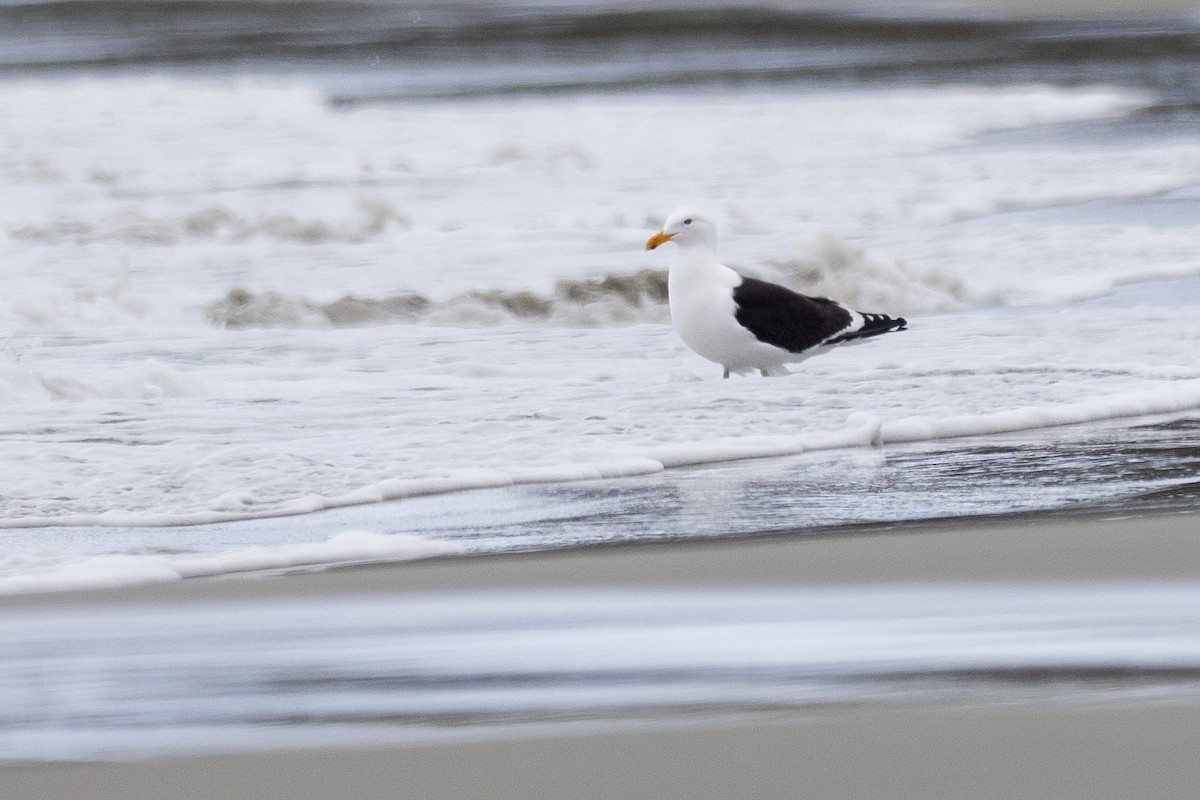 Kelp Gull - ML646386552