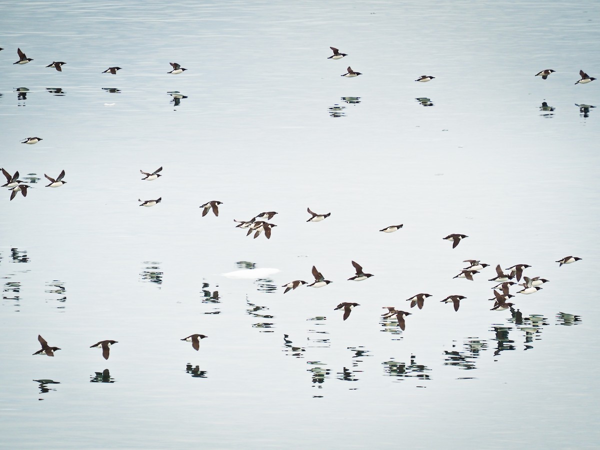 Thick-billed Murre - ML646386553