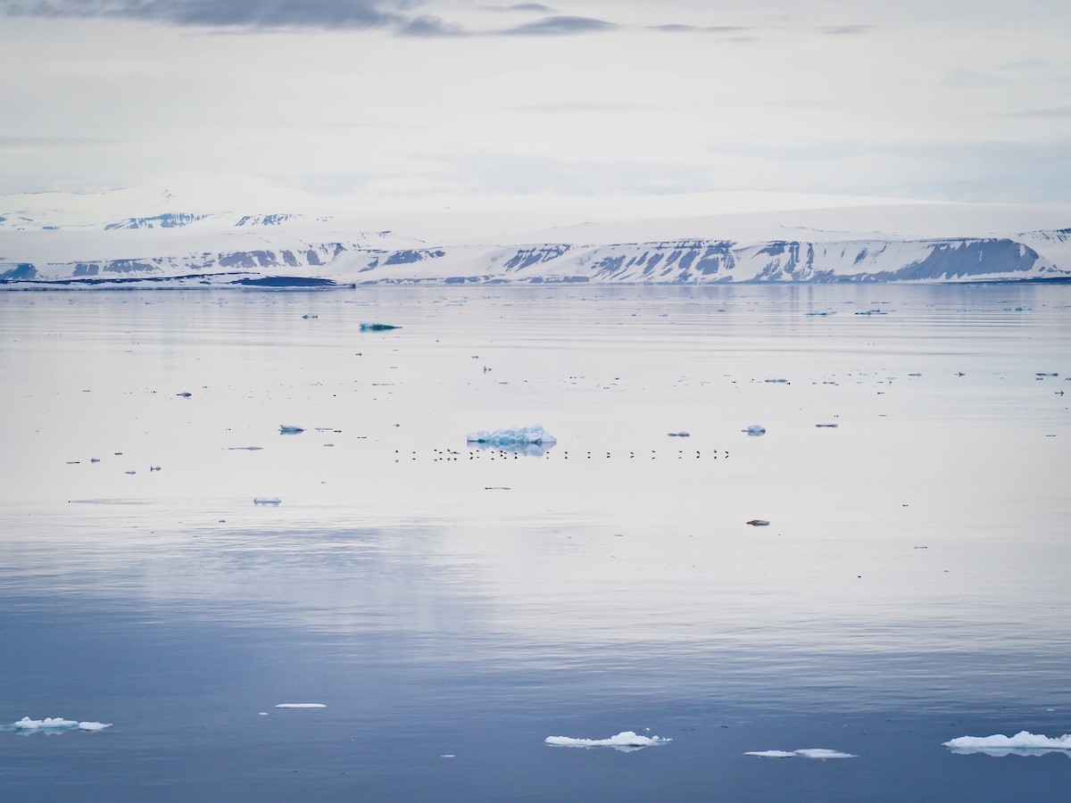 Thick-billed Murre - ML646386554