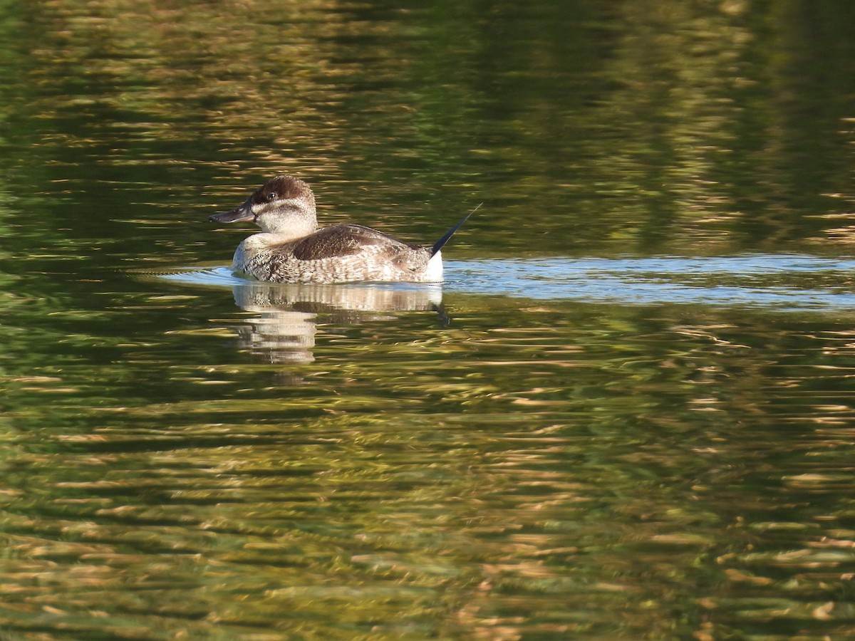 Ruddy Duck - ML646386555