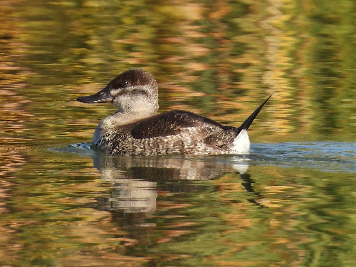 Ruddy Duck - ML646386556