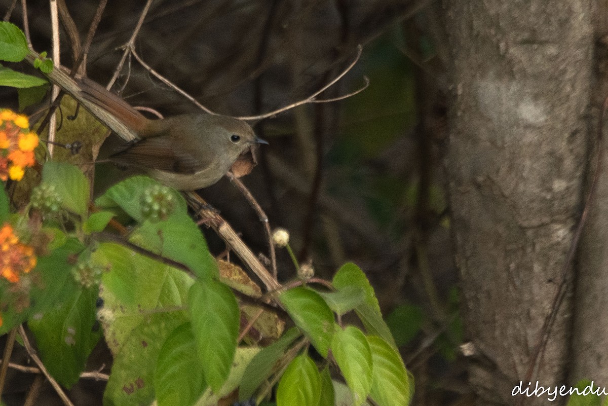 Slaty-blue Flycatcher - ML646386557
