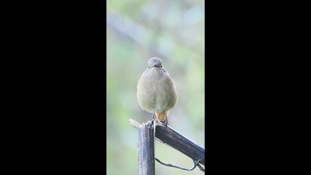 Daurian Redstart - ML646386558