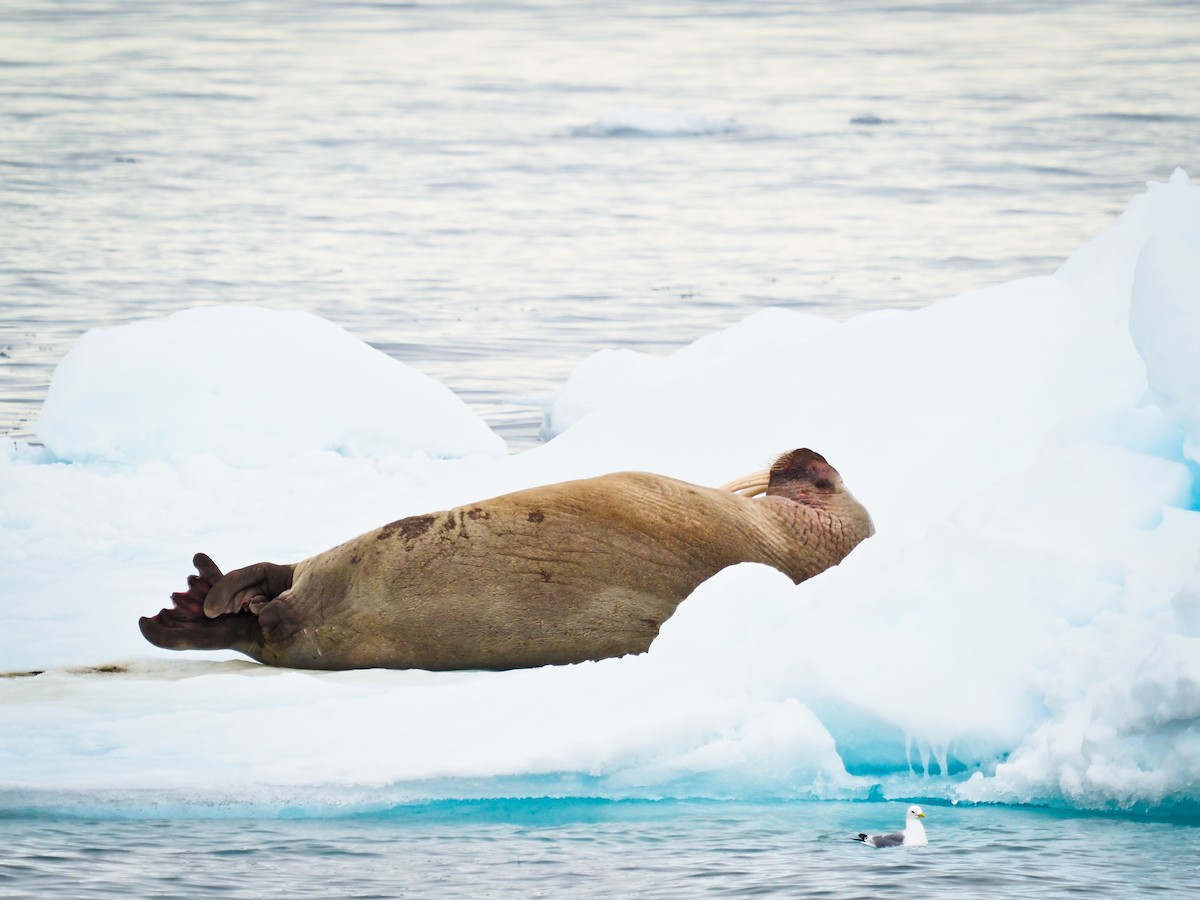 Black-legged Kittiwake - ML646386559