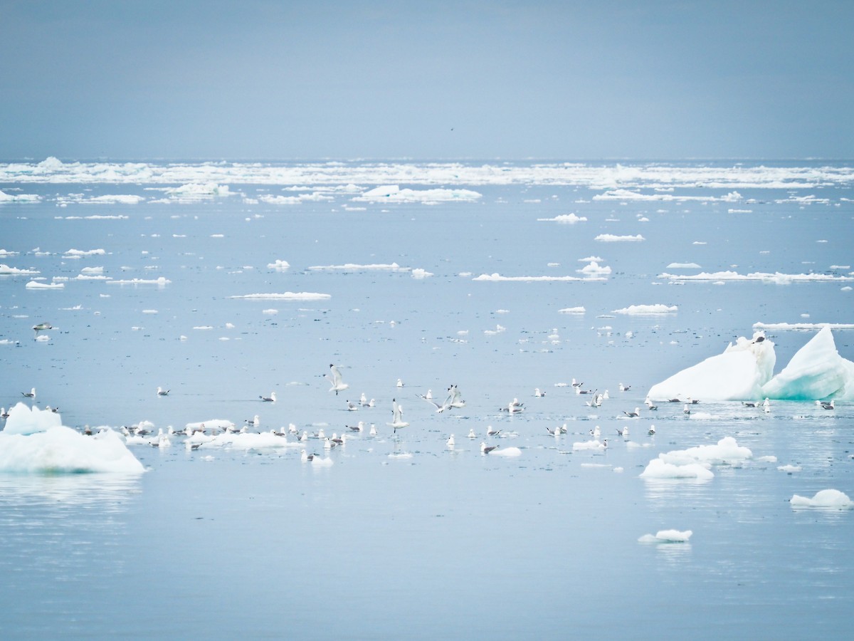 Black-legged Kittiwake - ML646386560