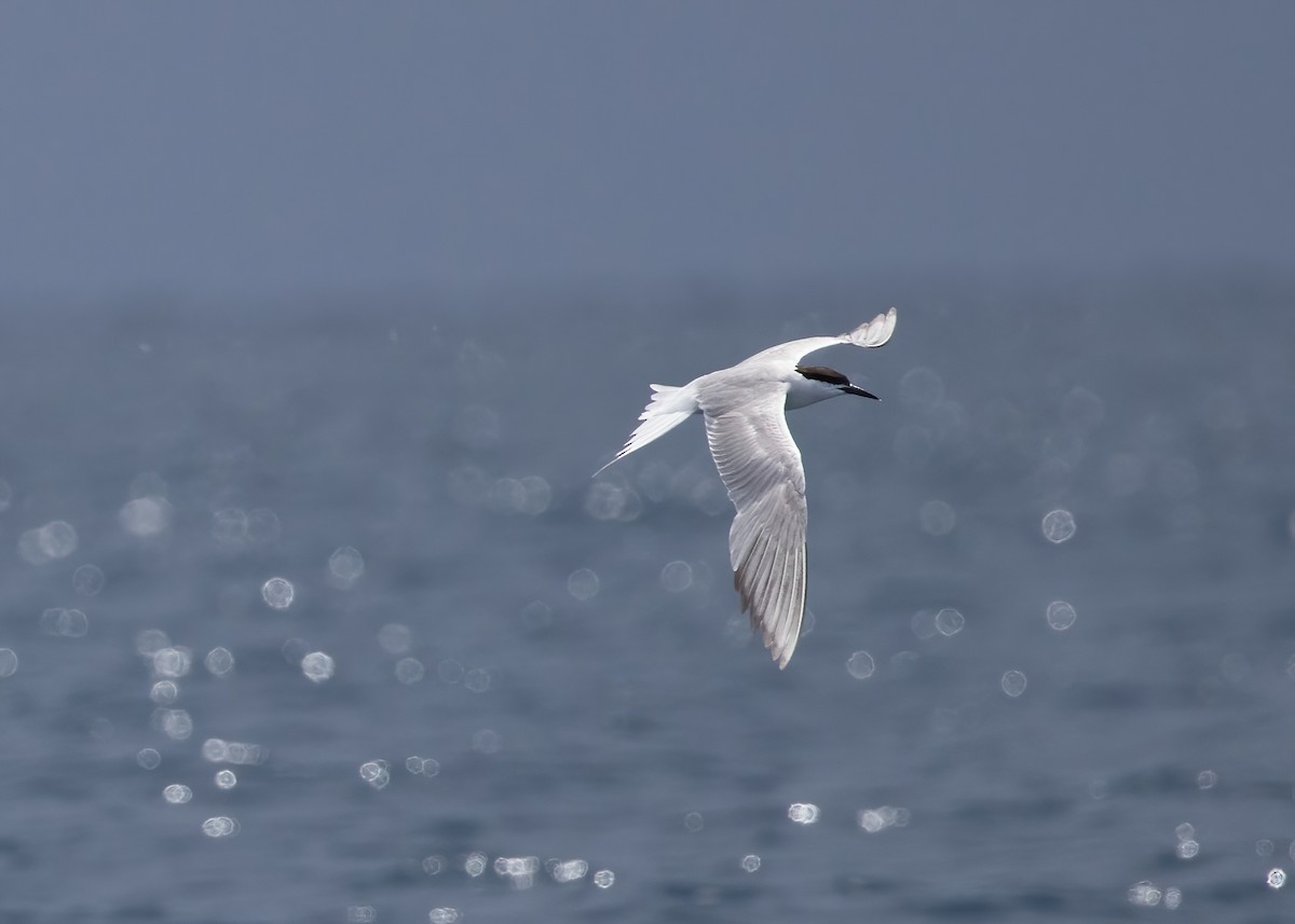 燕鷗 - ML646386561