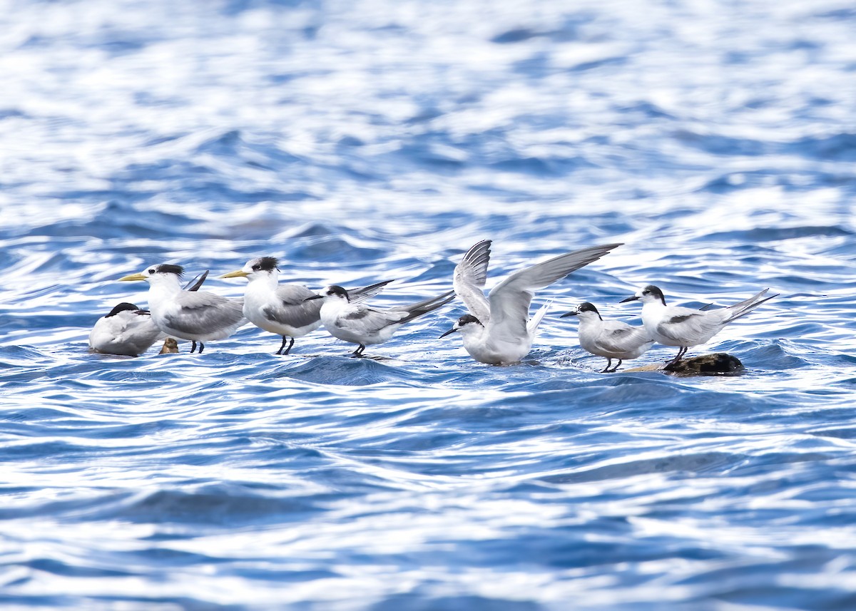 燕鷗 - ML646386562