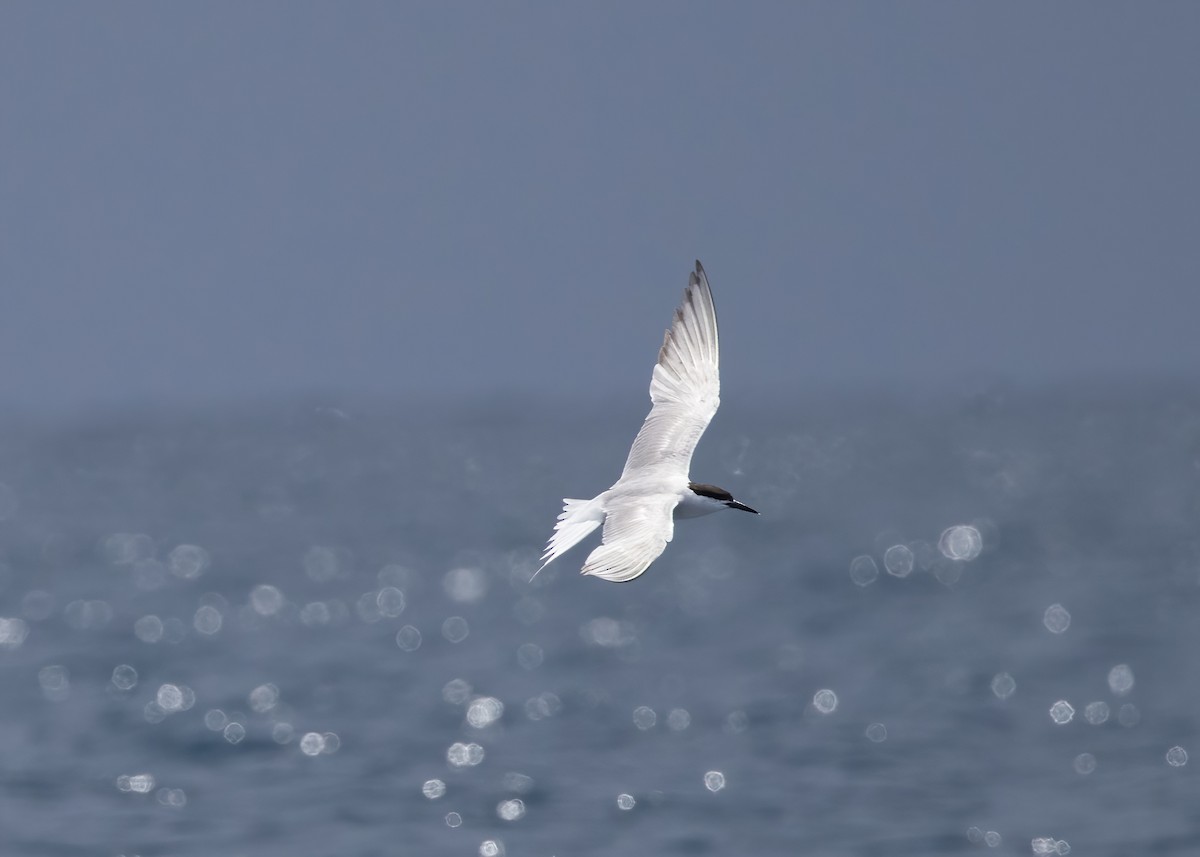 燕鷗 - ML646386563