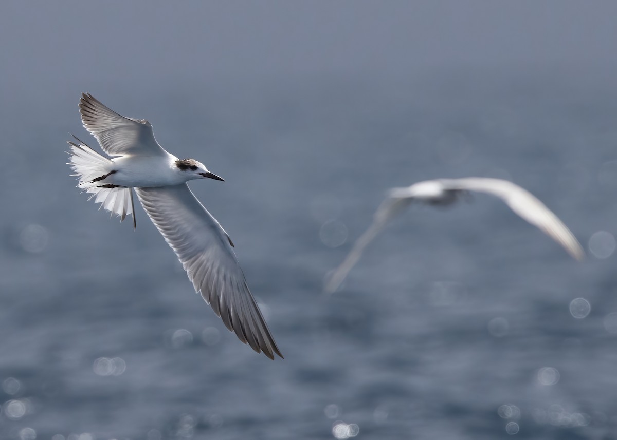 燕鷗 - ML646386565