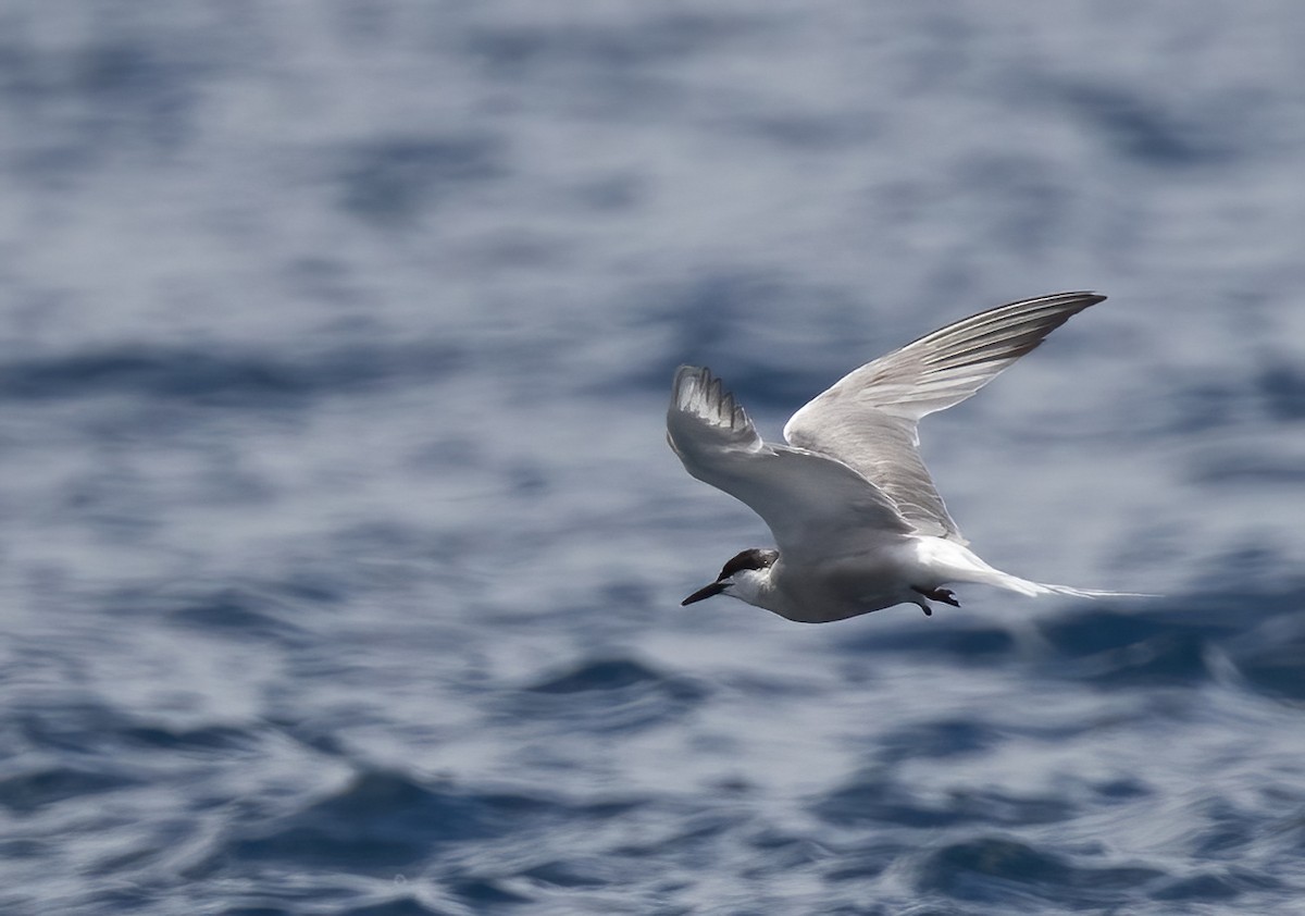 燕鷗 - ML646386566