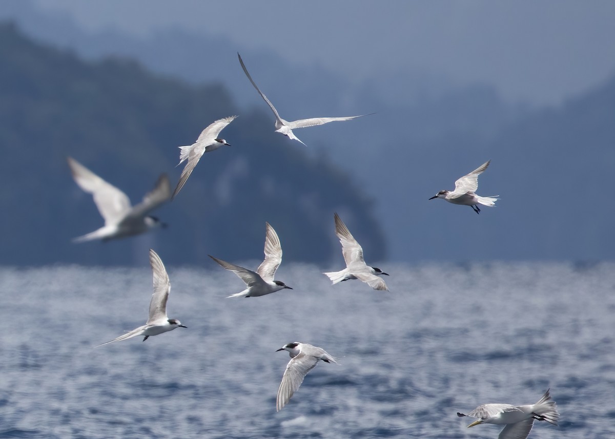 燕鷗 - ML646386567