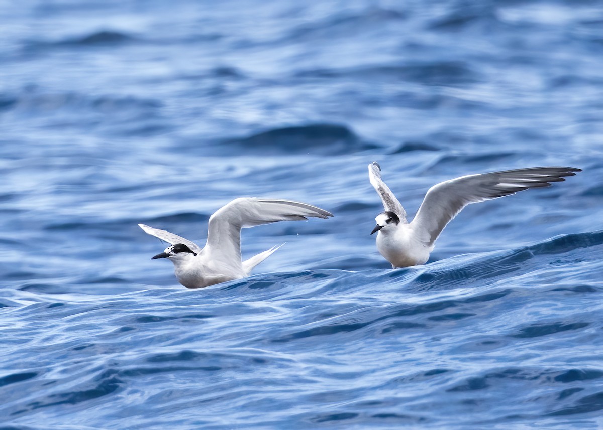 燕鷗 - ML646386568