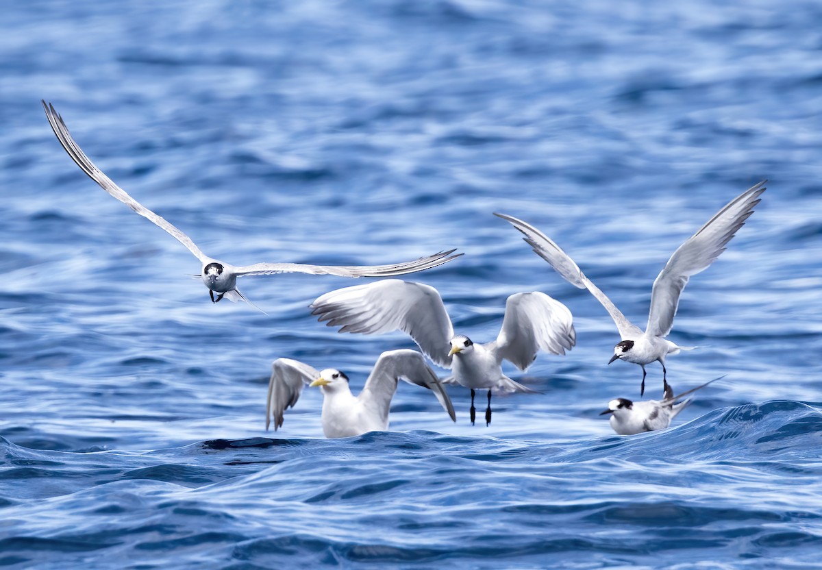 燕鷗 - ML646386569