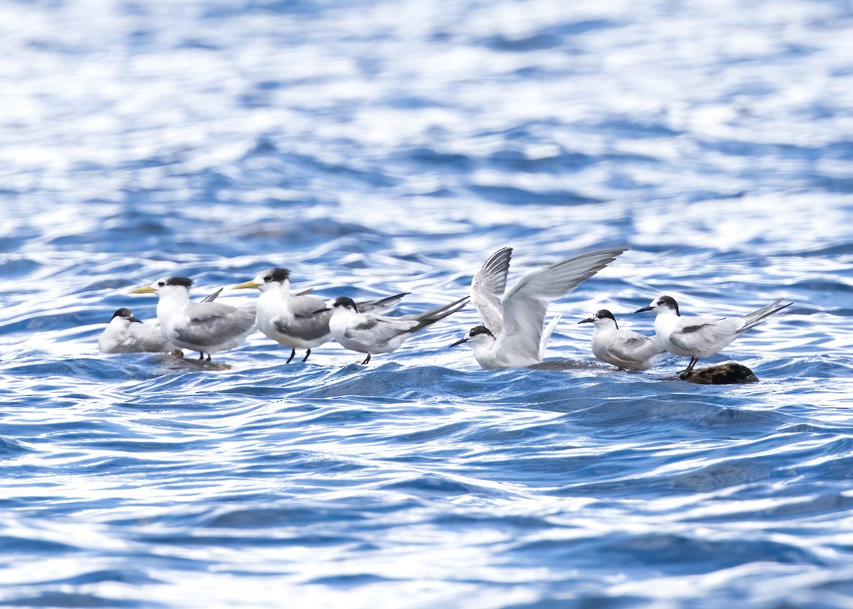 燕鷗 - ML646386570