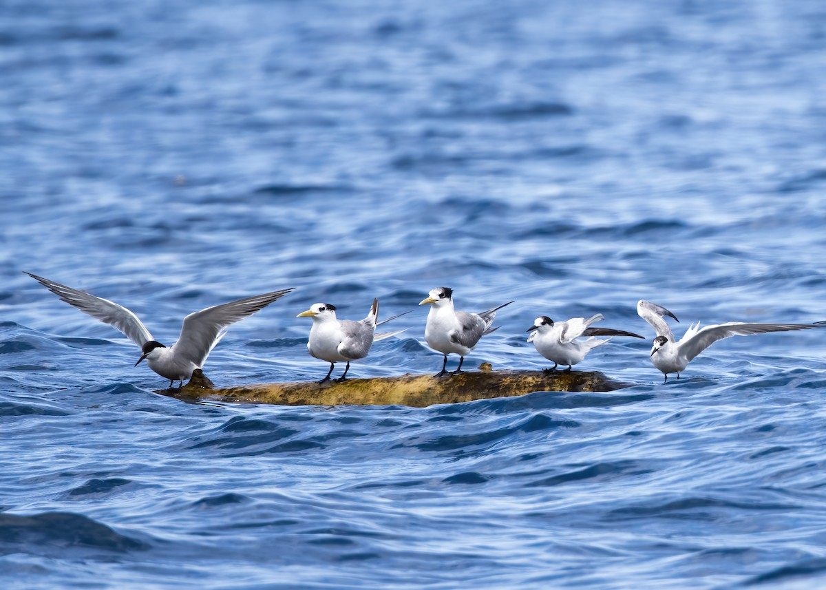 燕鷗 - ML646386571