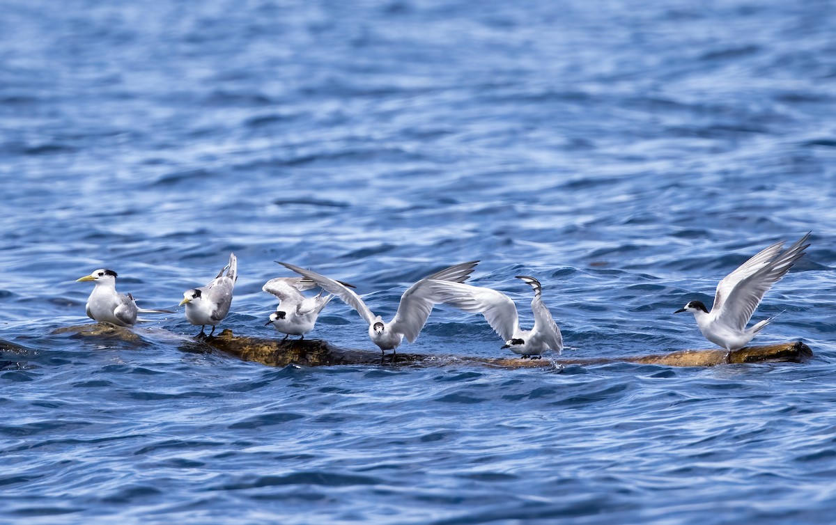 燕鷗 - ML646386572