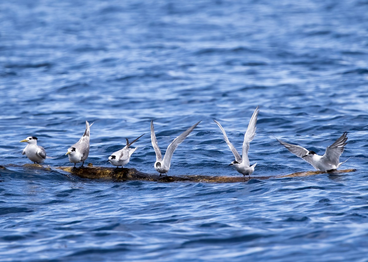 燕鷗 - ML646386573