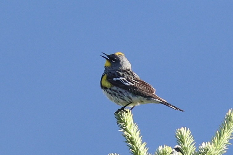 Yellow-rumped Warbler - ML646386577