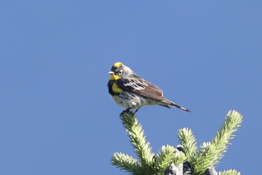 Yellow-rumped Warbler - ML646386578